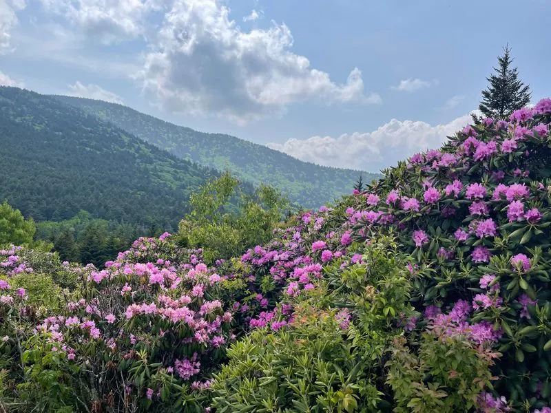 Native Rhododendrons That Bloom Mid-Hike
