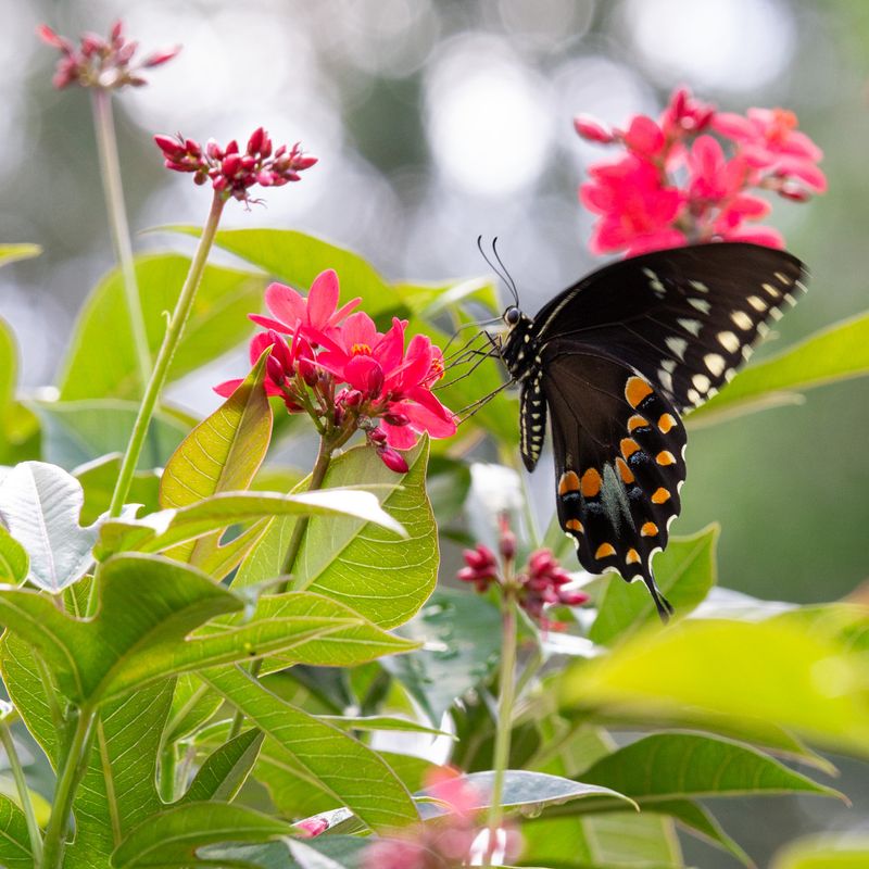 Butterfly Gardens with Edible Flowers