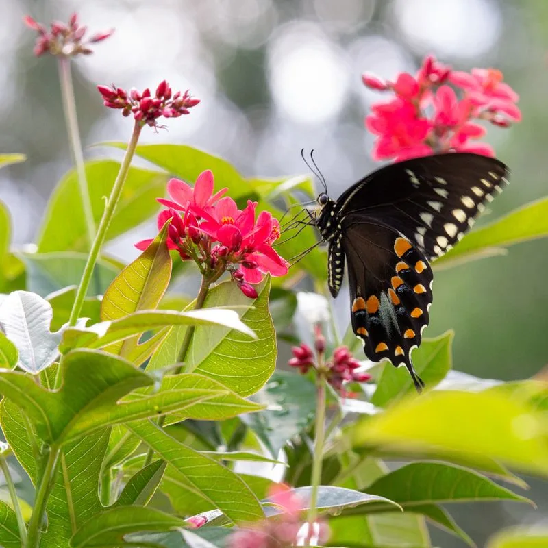 Butterfly Gardens with Edible Flowers