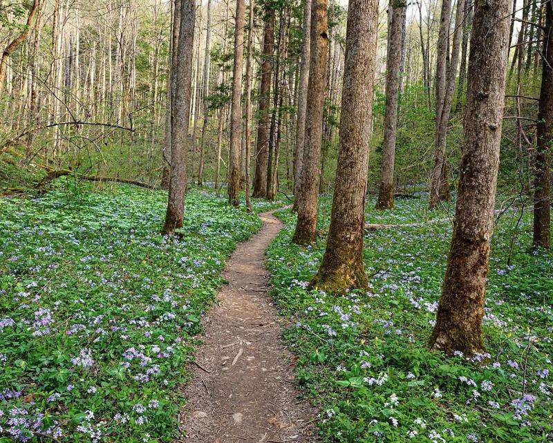 Join a Smokies Wildflower Walk (Spring Only)