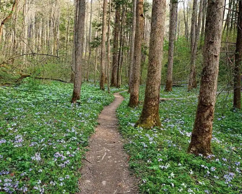 Join a Smokies Wildflower Walk (Spring Only)