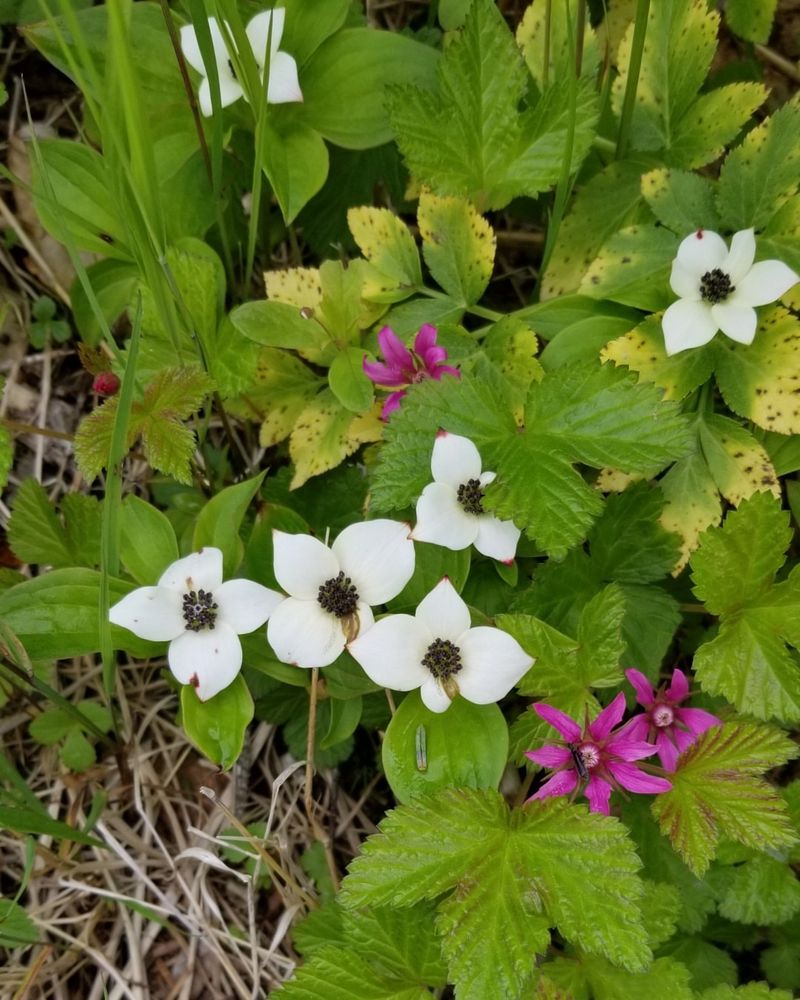 Dwarf Dogwood Nestled Beneath the Trees
