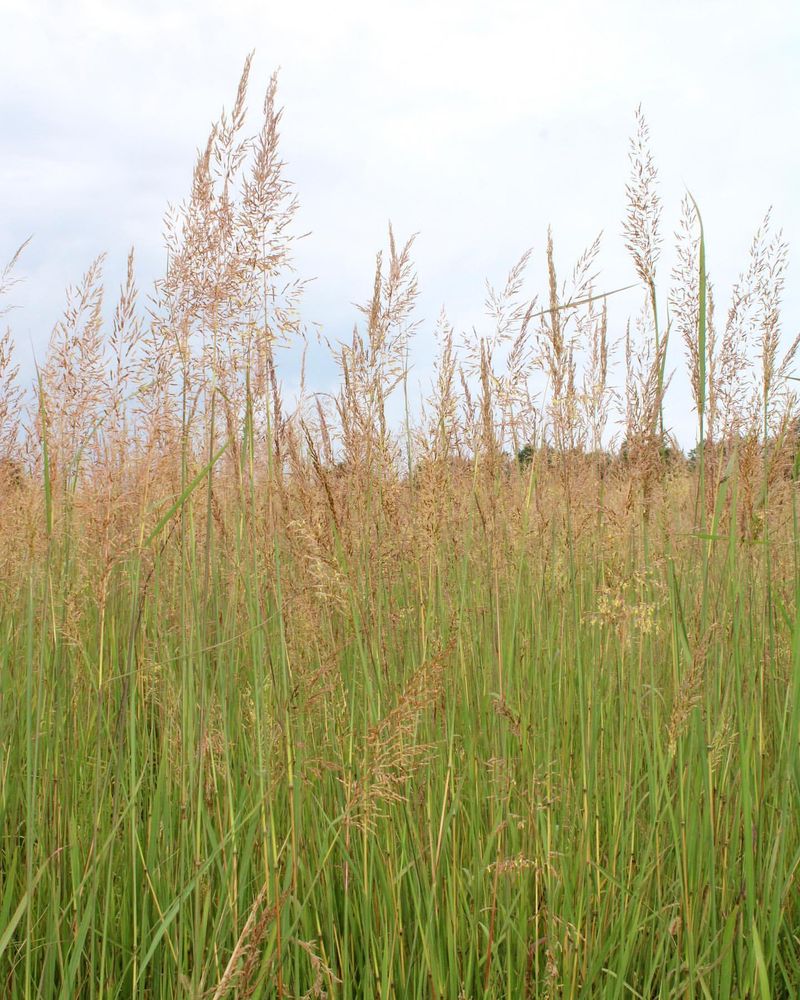 Native Prairie Grasses at Big Foot Beach State Park