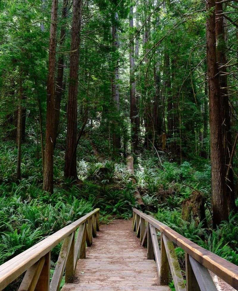 Pygmy Forest Discovery