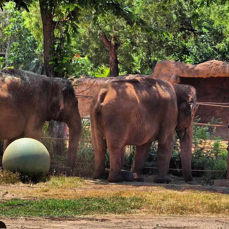 Honolulu Zoo (Honolulu, Oʻahu)