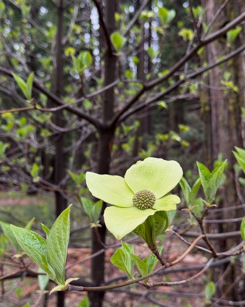 Dogwood Blossoms in Spring