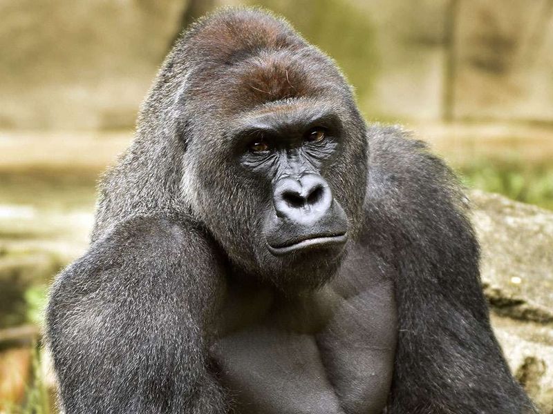 Gorilla Research Station