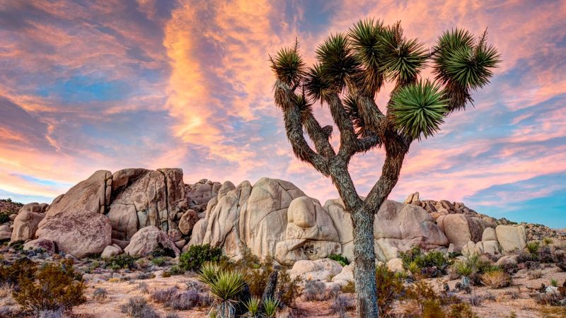Joshua Tree National Park, California
