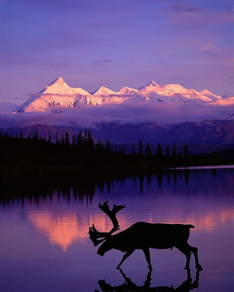 Denali National Park