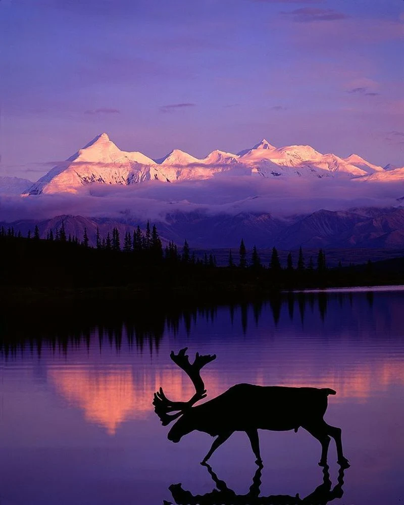 Denali National Park