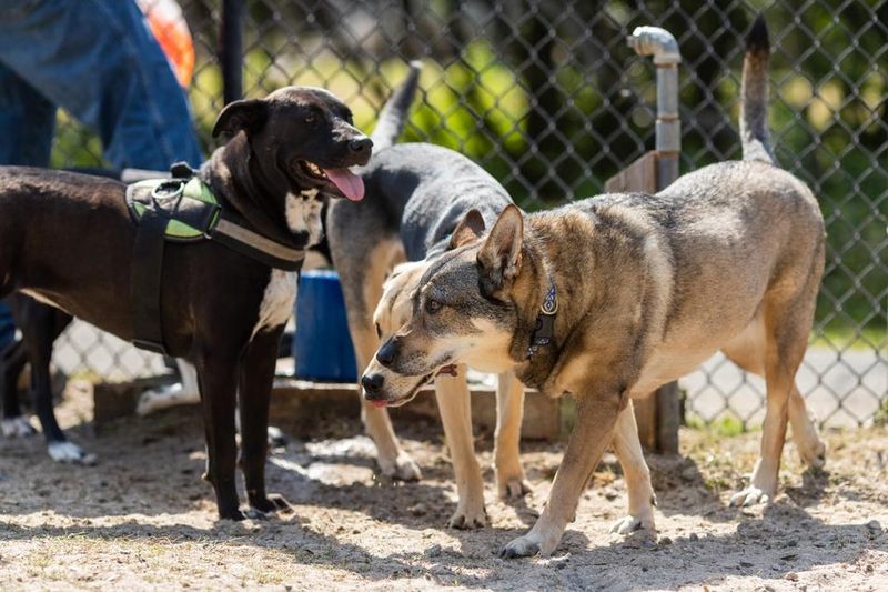 Pets Off-Leash