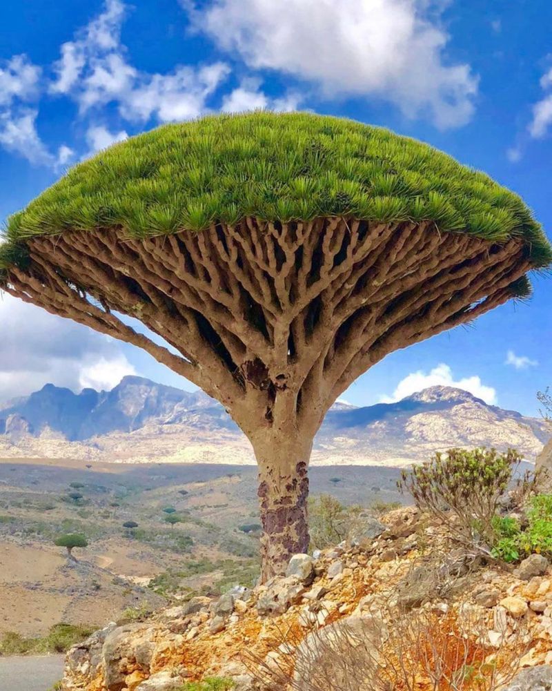 Socotra Island, Yemen
