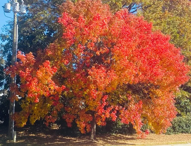 Sugar Maples That Frame Fall in the Valley