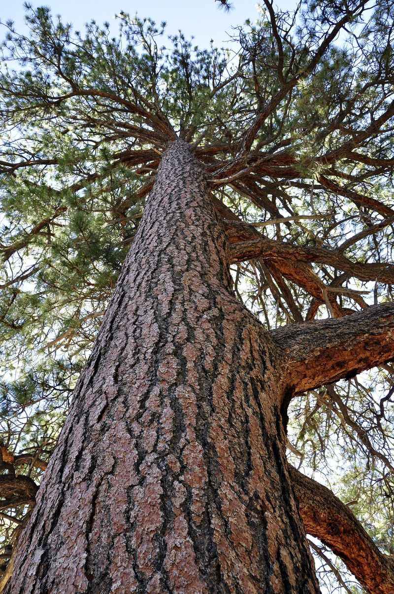 Ponderosa Pines and Their Butterscotch Bark