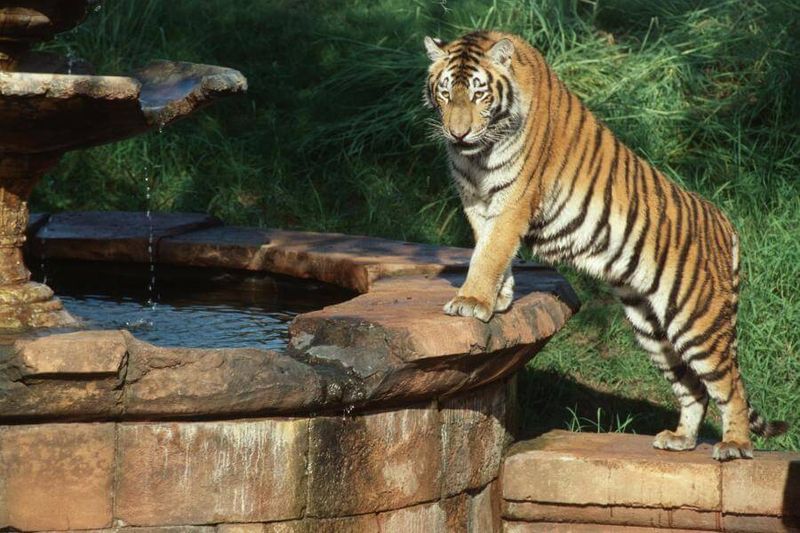 Maharajah Jungle Trek