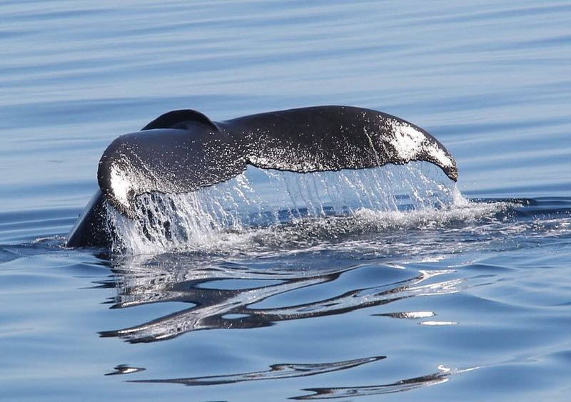 Take a Whale Watching Cruise