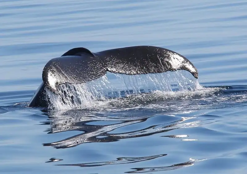 Take a Whale Watching Cruise