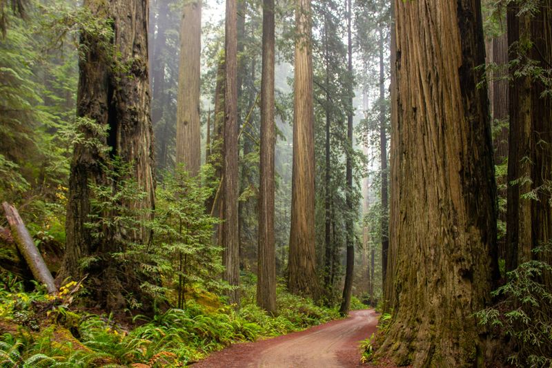 Redwood National and State Parks, California