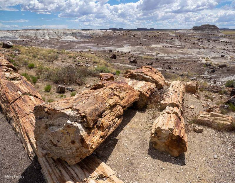 Petrified Forest National Park