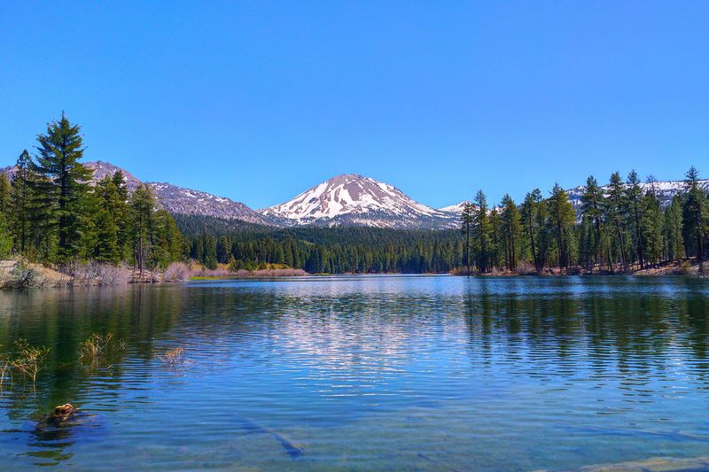 Lassen Volcanic National Park, CA – Wildflowers in Geothermal Soil