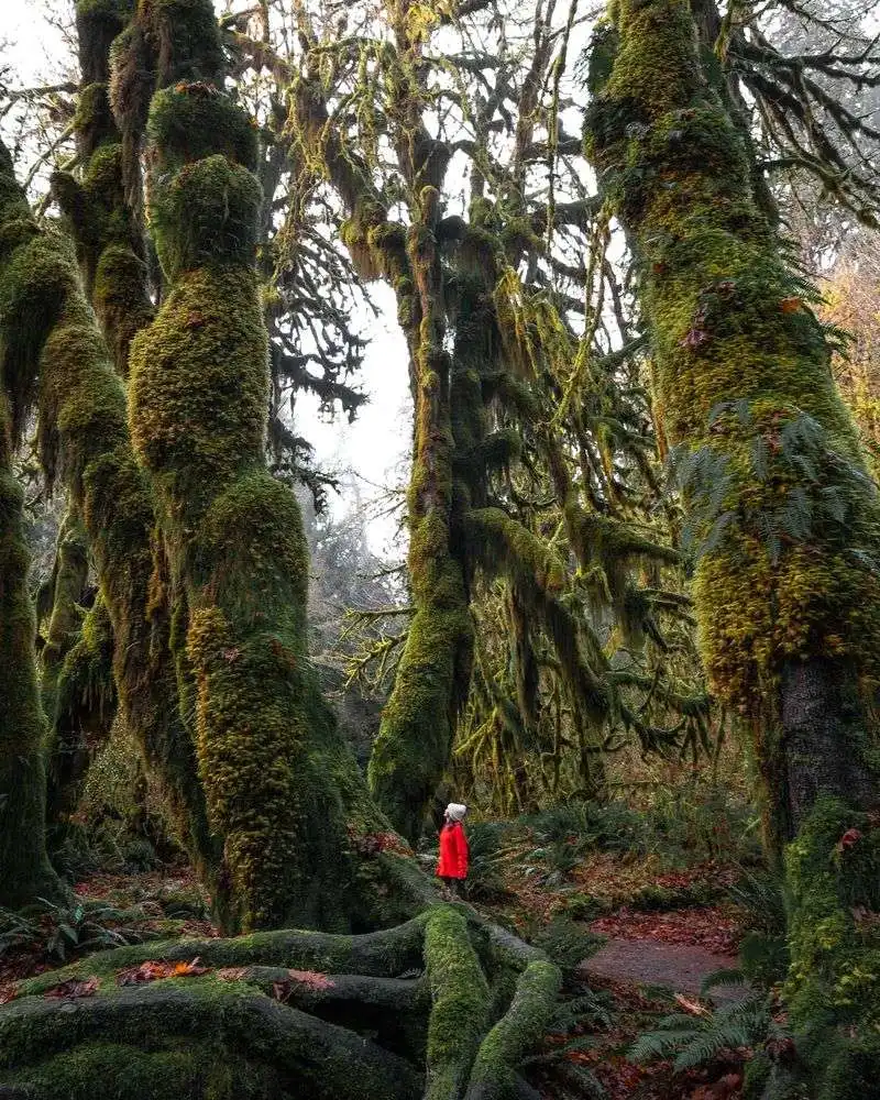 Olympic National Park, Washington