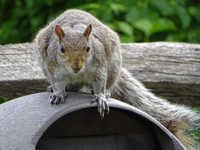 A picnic and squirrel-spotting in St. James’s Park