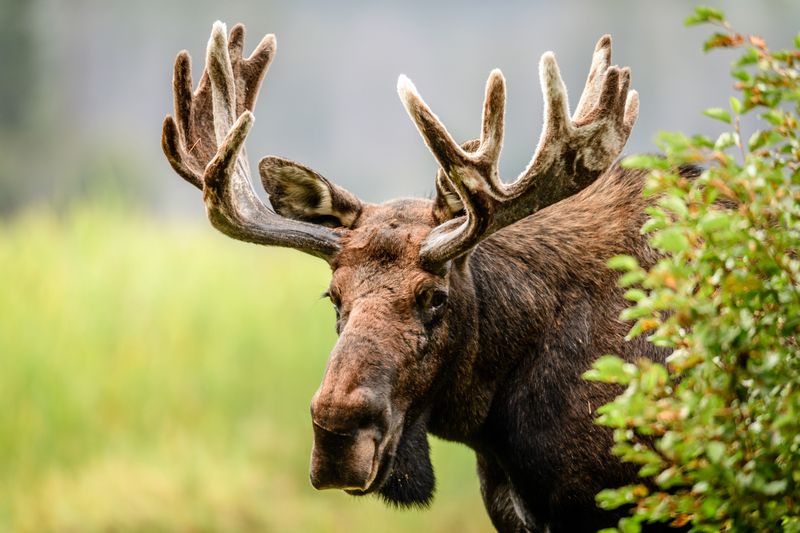 Isle Royale National Park
