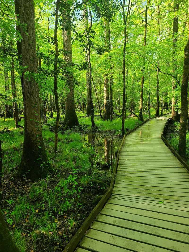 Congaree National Park, SC – Bald Cypress and Swamp Ferns