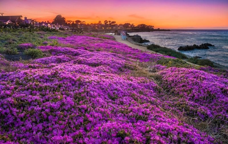 Monterey and Pacific Grove — Ice Plant Carpets and Cactus Surprises
