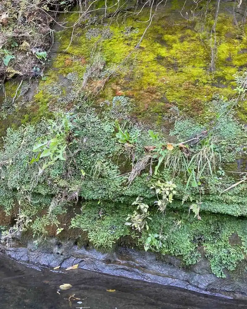 Lakeshore Moss and Fern Habitats