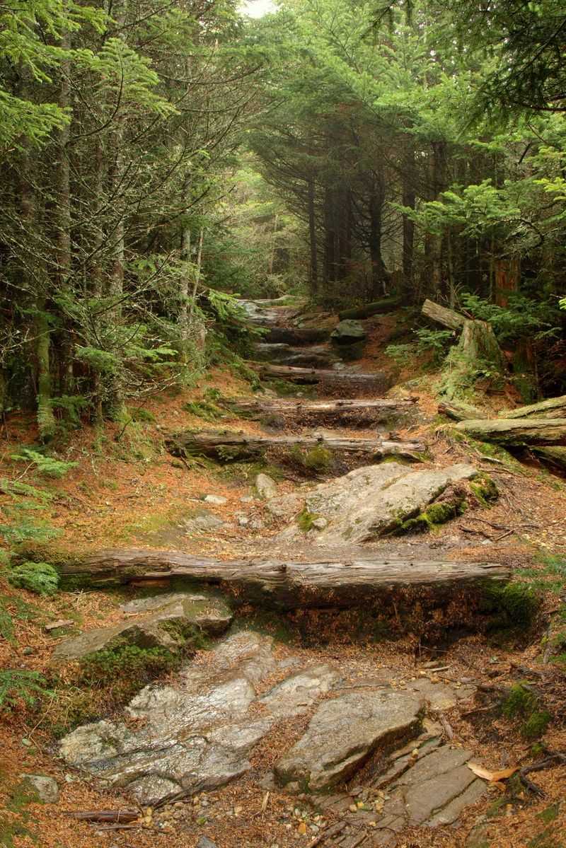 Mount Mitchell Trail