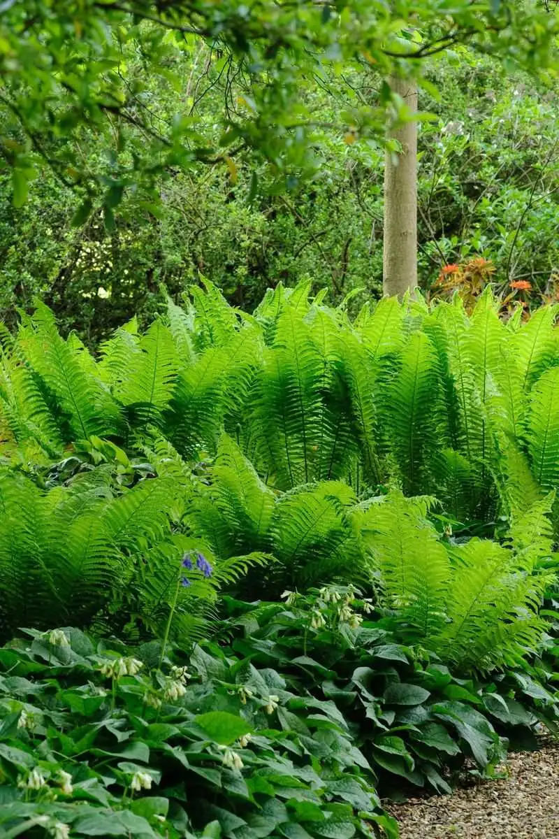 Shaded Fern Beds Beneath Old Maples