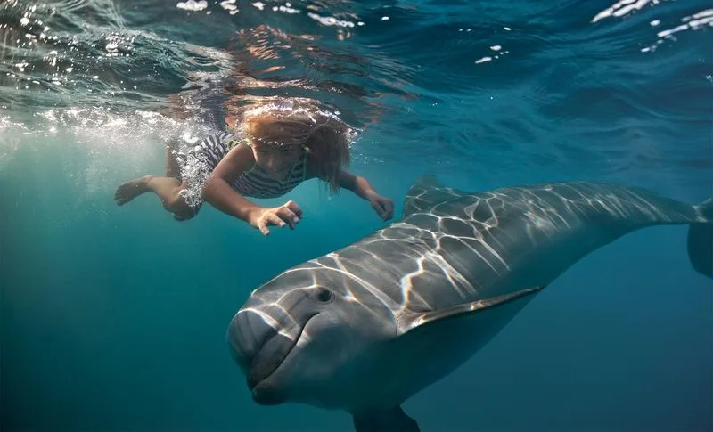Dolphin Swimming in Akaroa