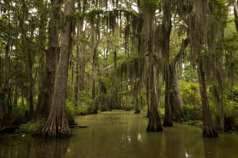 Bayou Cypress Knees in Louisiana’s Atchafalaya Basin