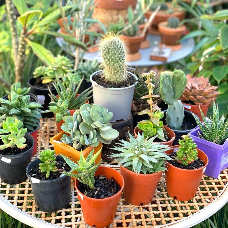 Cacti and Succulents in Art Deco Courtyards