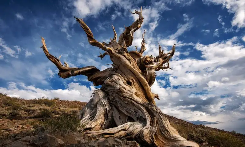 The Methuselah Tree