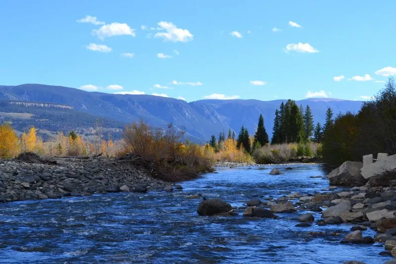 Willows and Cottonwoods Along the Streams