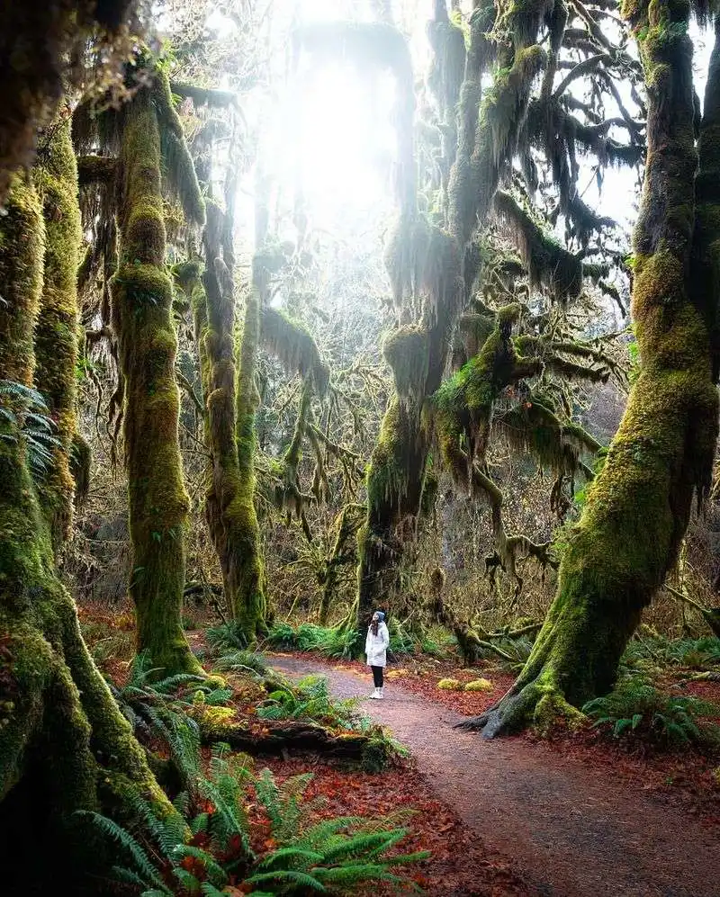 Wander Through the Hoh Rain Forest