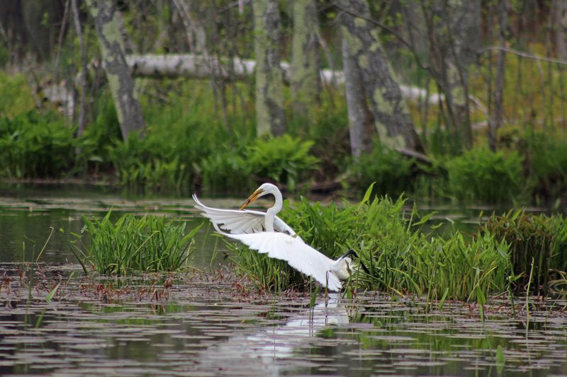 Coastal Wildlife and Birdwatching