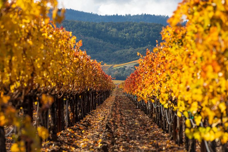 Napa Valley, CA