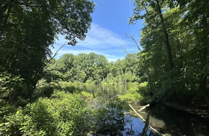 Pinhook Bog (Scenic Overlook Nearby)