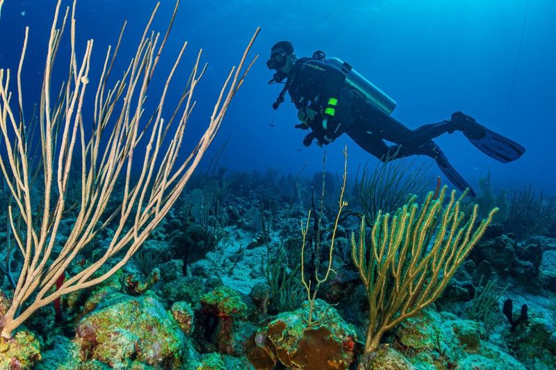 Snorkeling in La Parguera