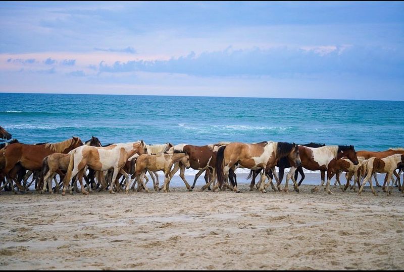 Chincoteague, Virginia