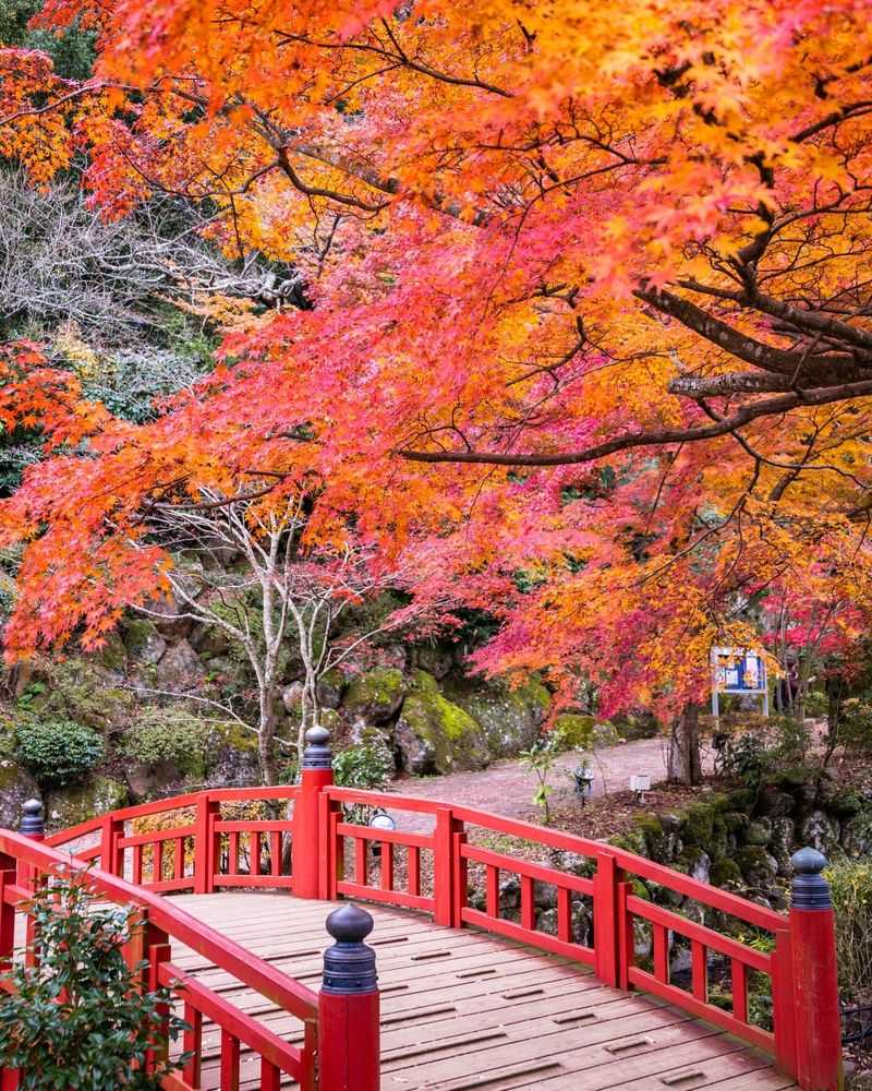 Maple Viewing (Momiji) – Avoid Climbing or Leaning on Trees