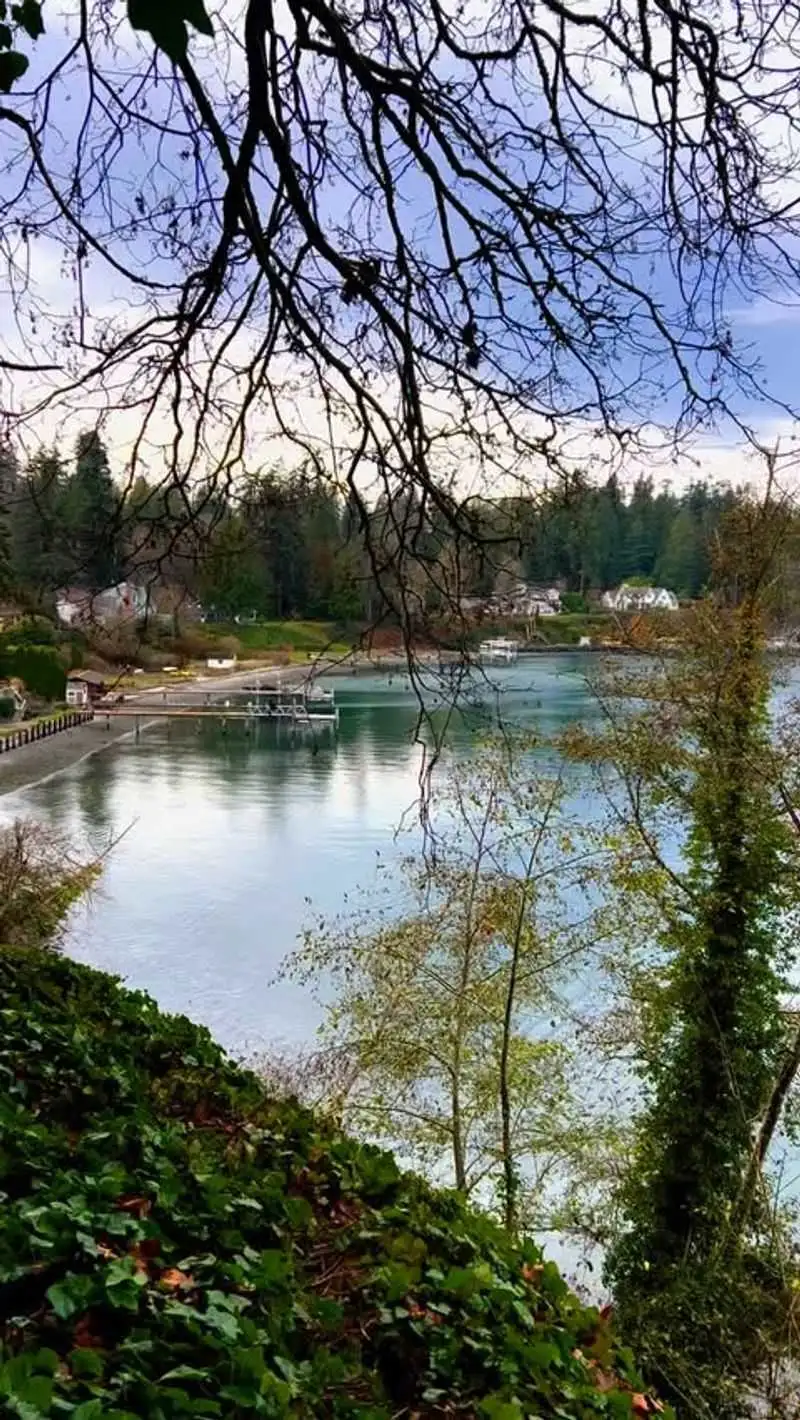 Red Alder Trees by Marshy Areas
