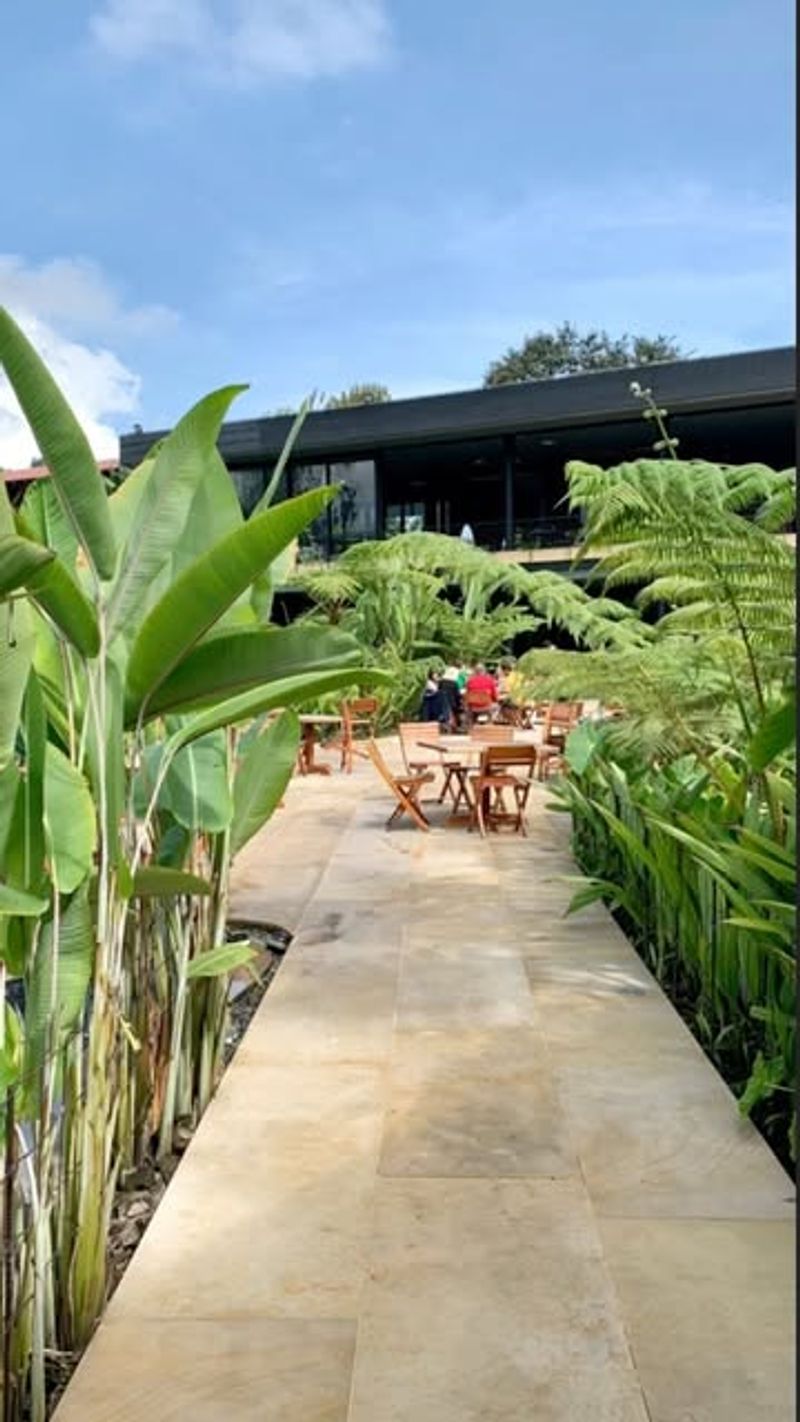 Banana Trees in Backyard Cafés