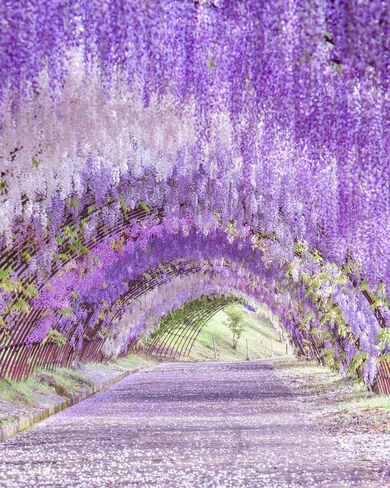 Wisteria Tunnels – Be Mindful of Selfies and Foot Traffic
