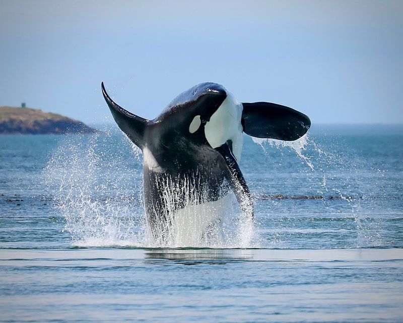 Whale Watching Tours