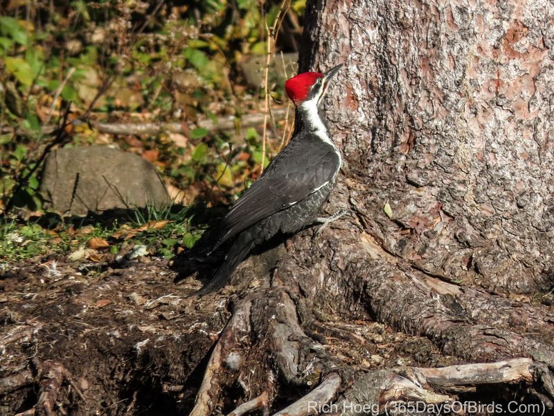 Wildlife and Birdwatching