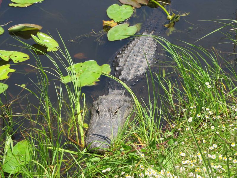 Everglades National Park